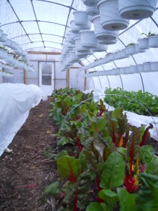 Flourishing Winter Crops