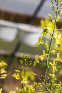 A bee pollinates a mustard green plant that has bolted