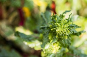 A bolting plant: plants produce flowers at the top when they sense higher temperatures and start preparing to produce seed before they die.