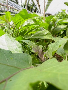 Eggplant