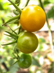 Cherry Tomatoes