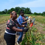 Harvesting garlic