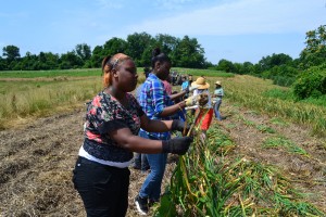 Harvesting garlic