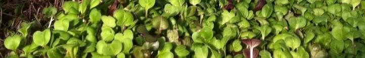 ECO's microgreens